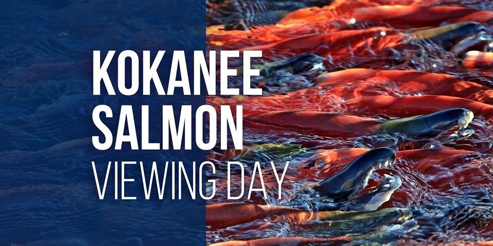 Kokanee Salmon picture