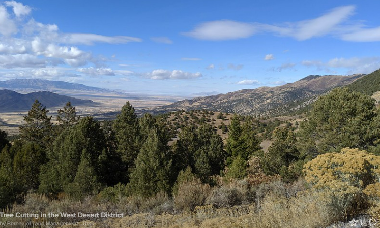 ChristmasTreePermits