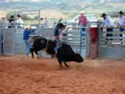 Bull Riding at 2005 Cow Country Rodeo