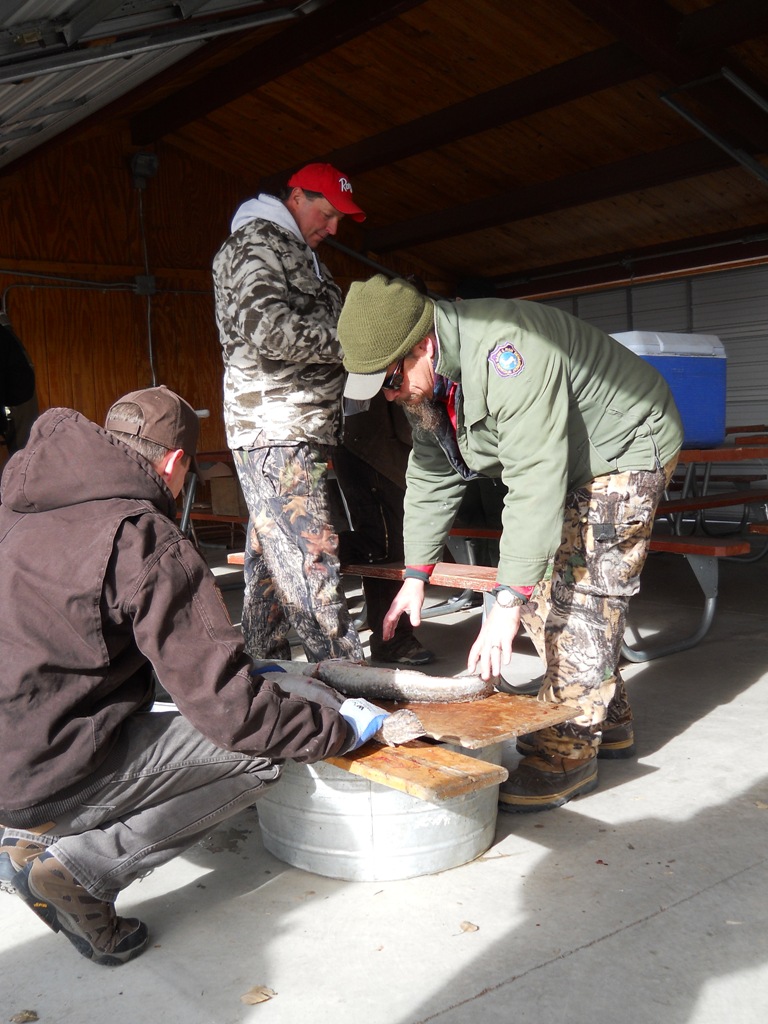 Wyoming Game and Fish and Utah DWR staff inspect burbot at the check-in station prior to the closing ceremonies of the 2012 Burbot Bash