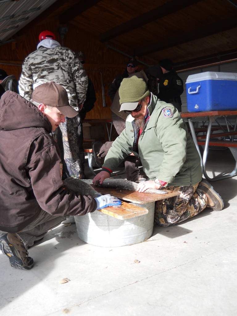 Wyoming Game and Fish and Utah DWR staff inspect burbot at the check-in station prior to the closing ceremonies of the 2012 Burbot Bash