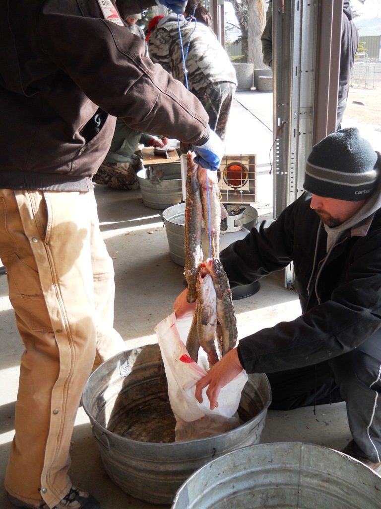 Photo of a string of burbot at the check-in station prior to the closing ceremonies of the 2012 Burbot Bash