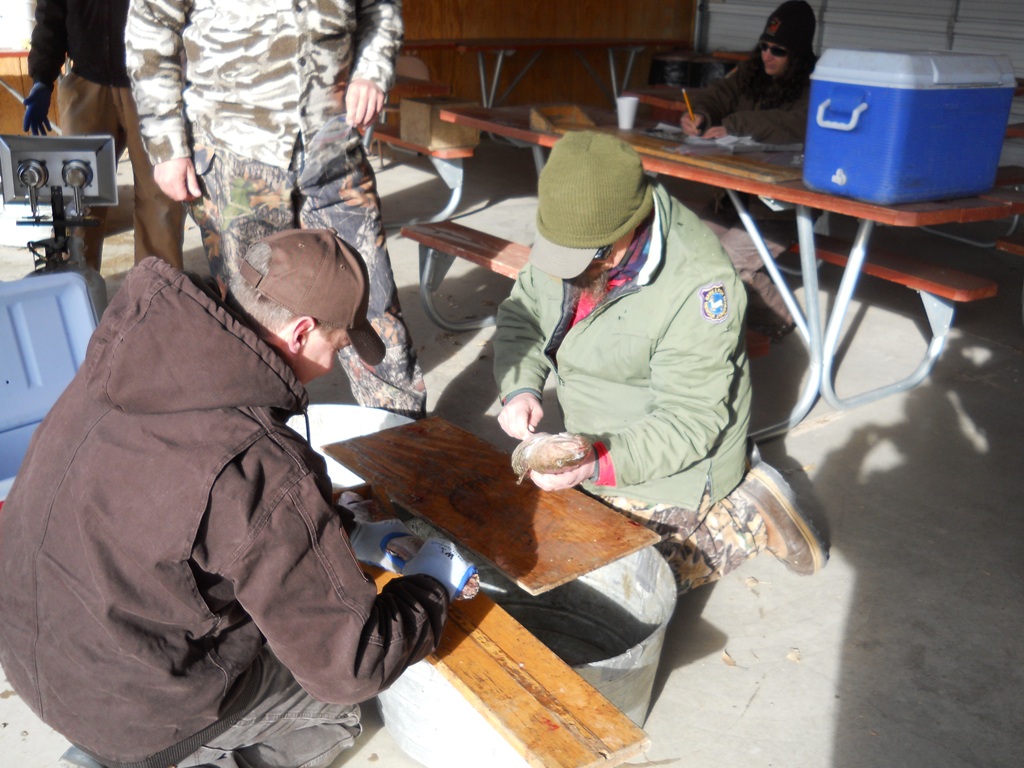 Wyoming Game and Fish and Utah DWR staff inspecct burbot at the check-in station prior to the closing ceremonies of the 2012 Burbot Bash