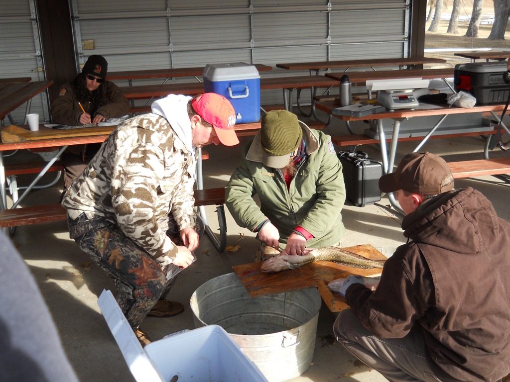 Wyoming Game and Fish and Utah DWR staff inspecct burbot at the check-in station prior to the closing ceremonies of the 2012 Burbot Bash