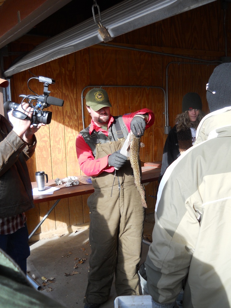 Photo fo check-in of burbot and checking the stomach contents during the final day of the 2012 Burbot Bash.