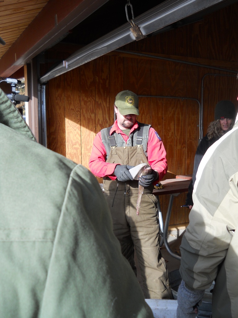 Photo of Wyoming Game and Fish helping with the Final Check in of burbot during the 2012 Burbot Bash