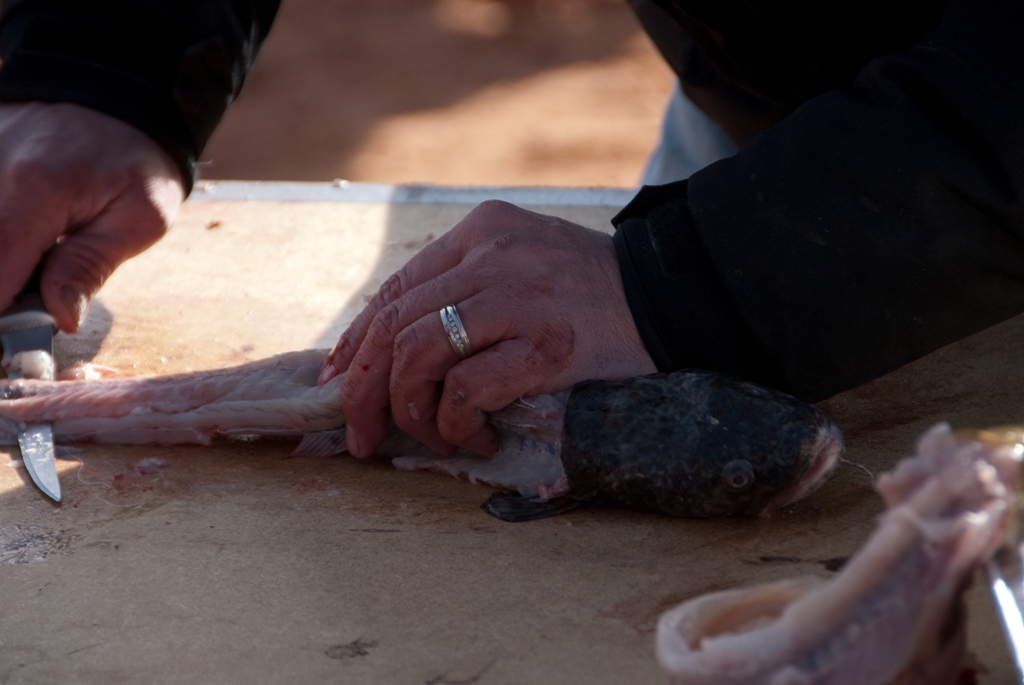 Photo of a pariticpant making a filet during the Filet Contest at the closing ceremonies of the 2012 Burbot Bash