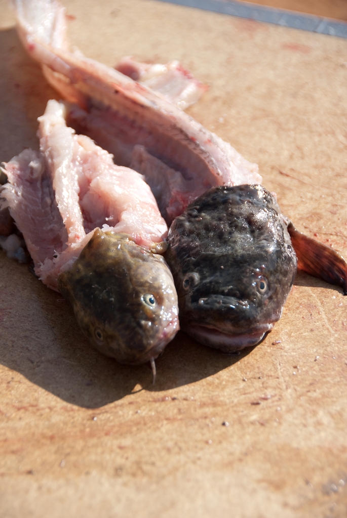 Photo of two burbot that have been filleted. Man are they ugly!