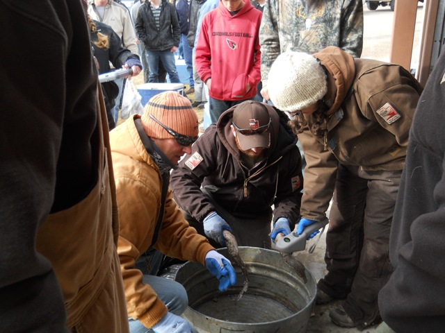Photo of Utah DWR staff checking burbot for internal tags during the 2013 Burbot Bash