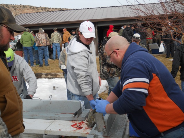 Photo of Burbot tails being cut off at Check-in during 2013 Burbot Bash