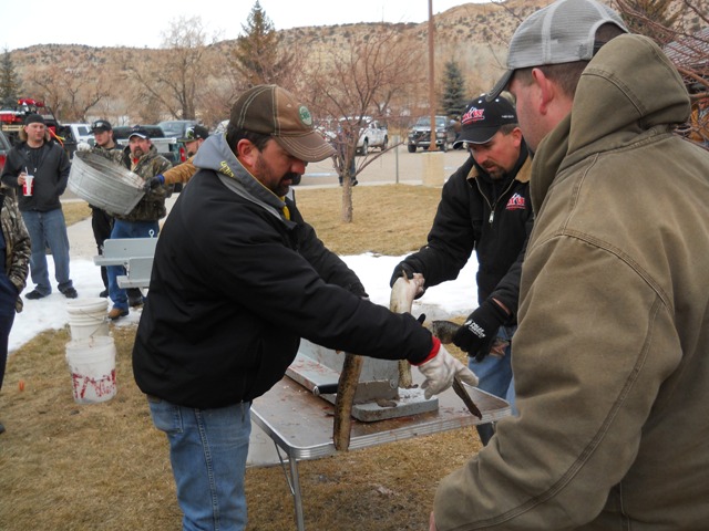 Photo of Burbot tails being cut off at Check-in during 2013 Burbot Bash