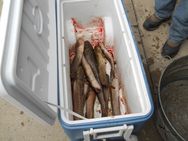 Photo of a cooler full of Burbot at the Check-in station for the 2013 Burbot Bash