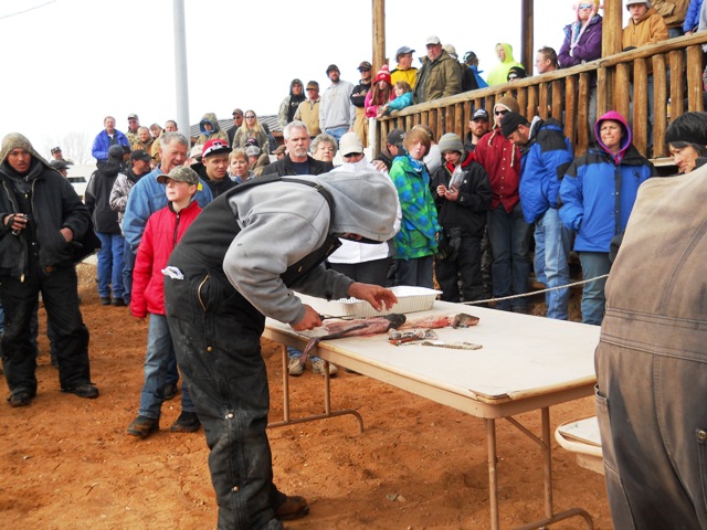 Photo of a Filet Contest participant fileting a burbot during the Closing Ceremonies of the 2013 Burbot Bash