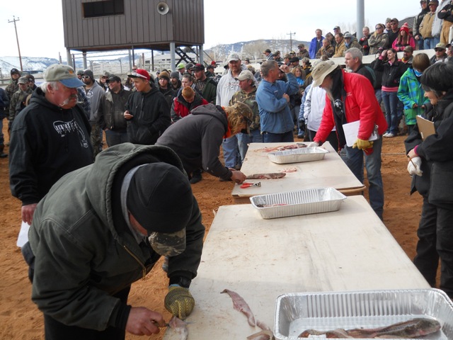 Photo of several Filet Contest participants fileting burbot during the Closing Ceremonies of the 2013 Burbot Bash.