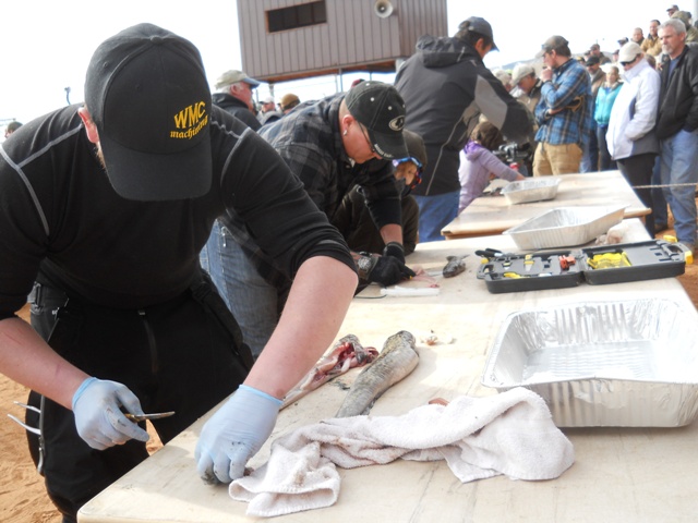 Photo of several Filet Contest participants fileting burbot during the Closing Ceremonies of the 2013 Burbot Bash