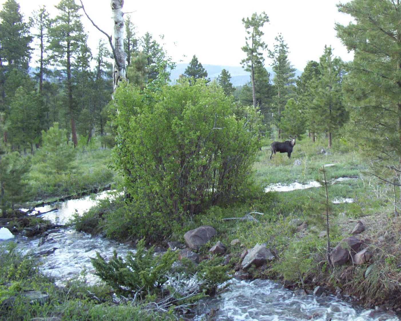 Photo of a moose browsing near a stream in Flaming Gorge Ranger District of the Ashley National Forest