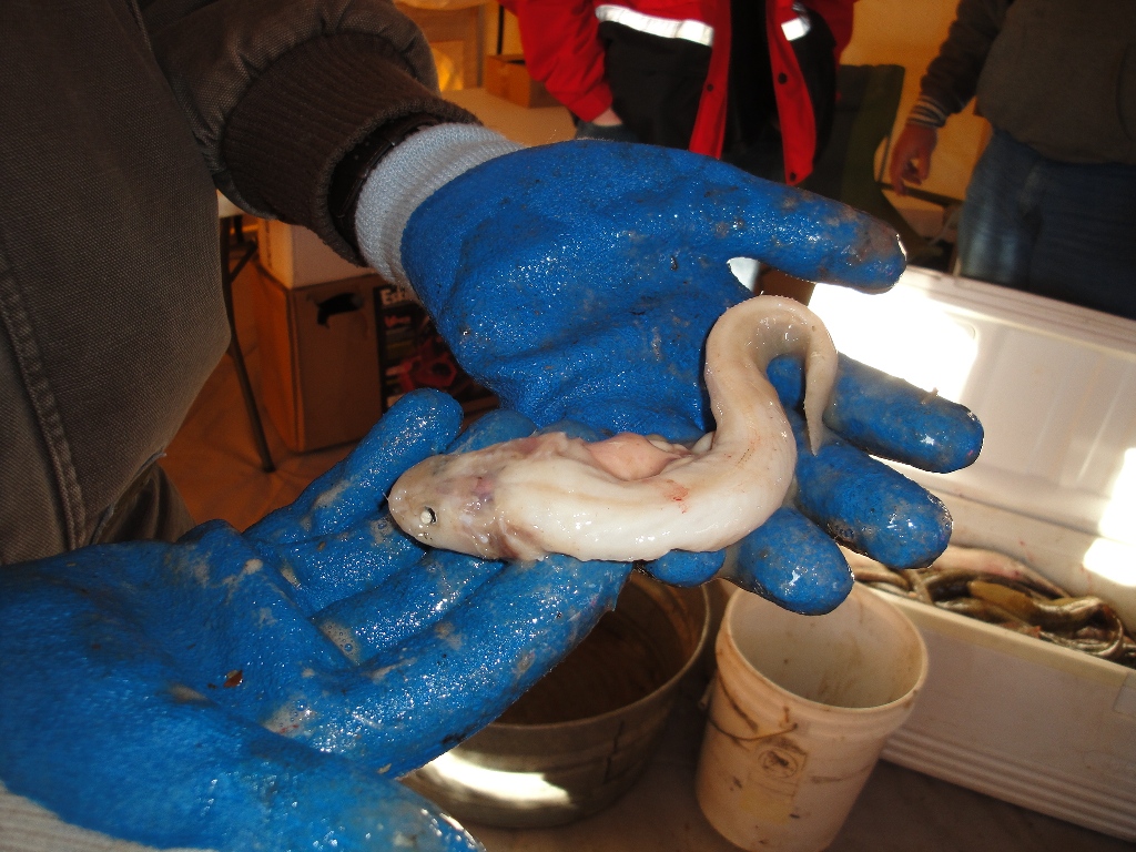 Photo of a small paritially digested burbot found in the stomach of a larger burbot.