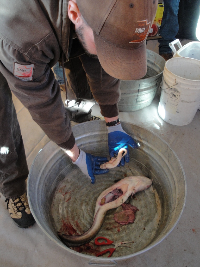 Photo of stomach contents of a large burbot including a smaller burbot!