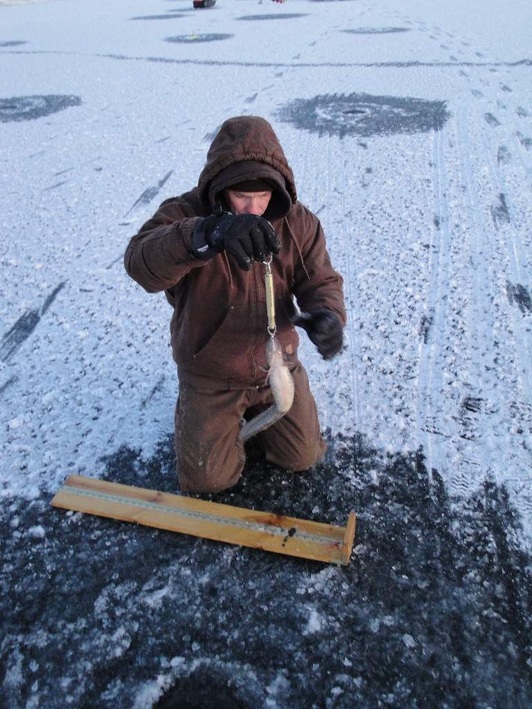 DWR Staff person measures a burbot before tagging it and releasing it in preparation for the 2011 Burbot Bash.