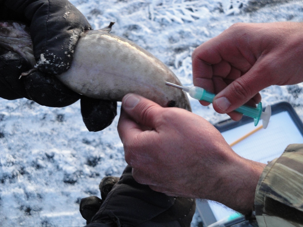 A small microchip was injected into more than 500 fish prior to the start of the 2011 Burbot Bash.