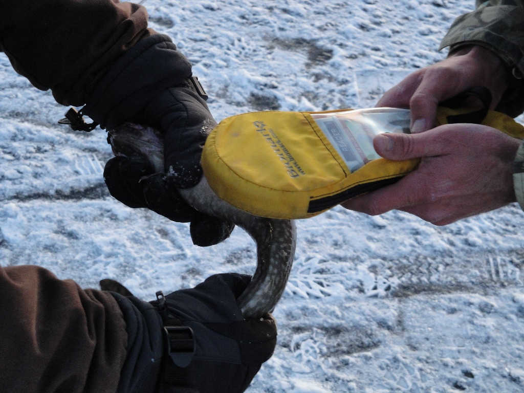 Utah DWR and Wyoming Game and Fish personnel and volunteers tagged over 500 fish and then verified the tags were working.