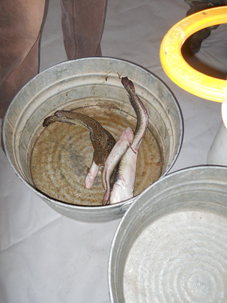 Photo of a bucket with several burbot that have been counted and scanned for a tag. 