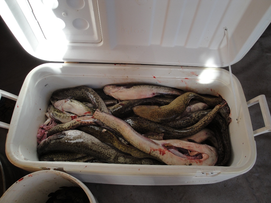 Donated Burbot were skinned and filleted for the fish fry at the Closing Ceremonies.
