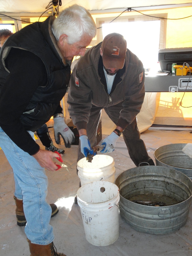 After being checked in the tails are clipped, so a fish can only get counted once.